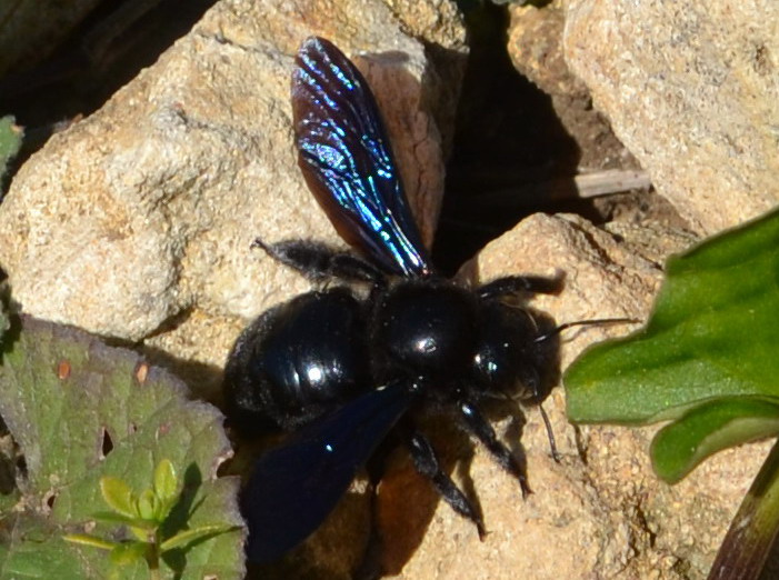 Xilocopa violacea